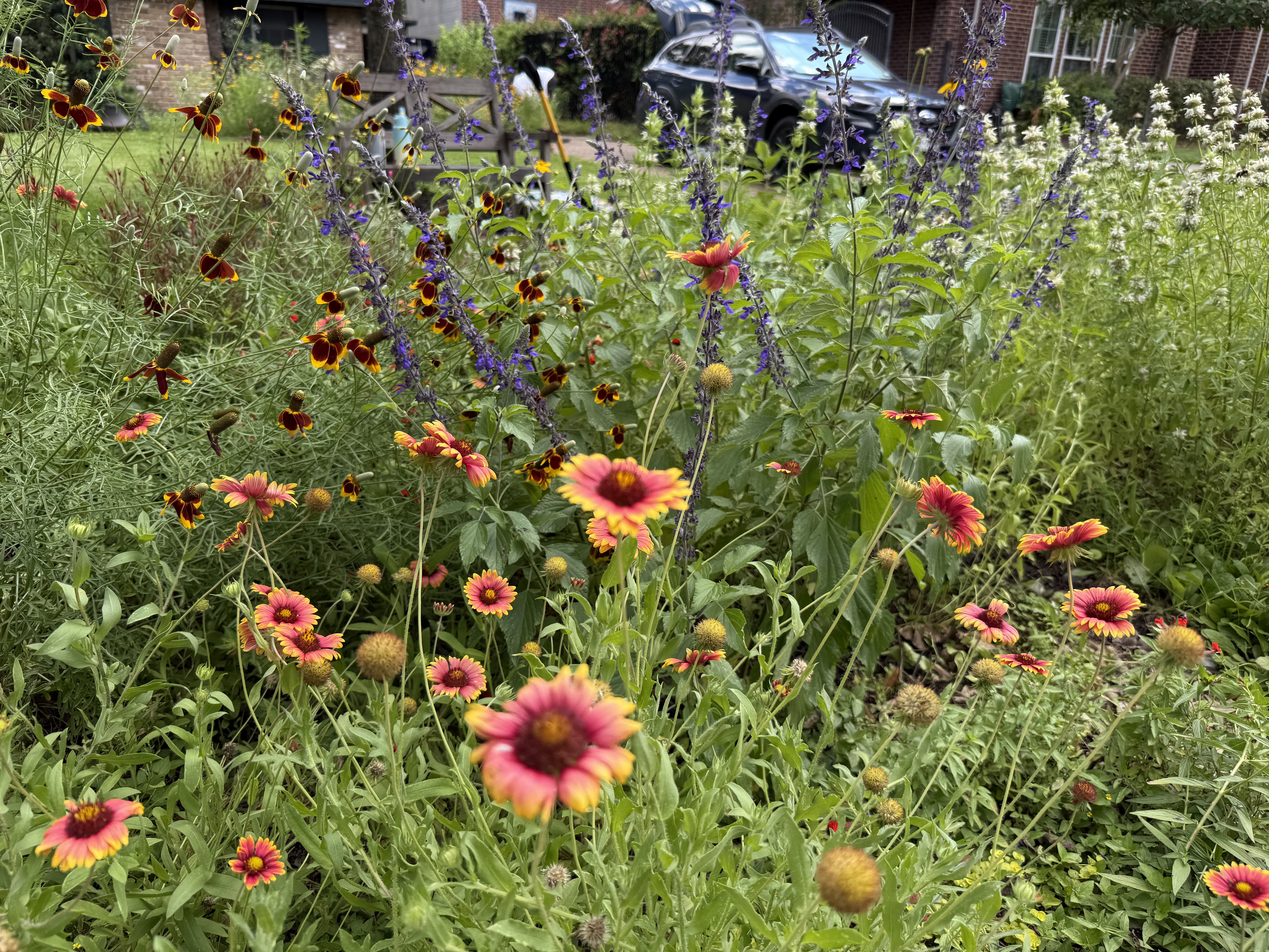 Native front yard garden with blanket flowers showing transitional stewardship in practice