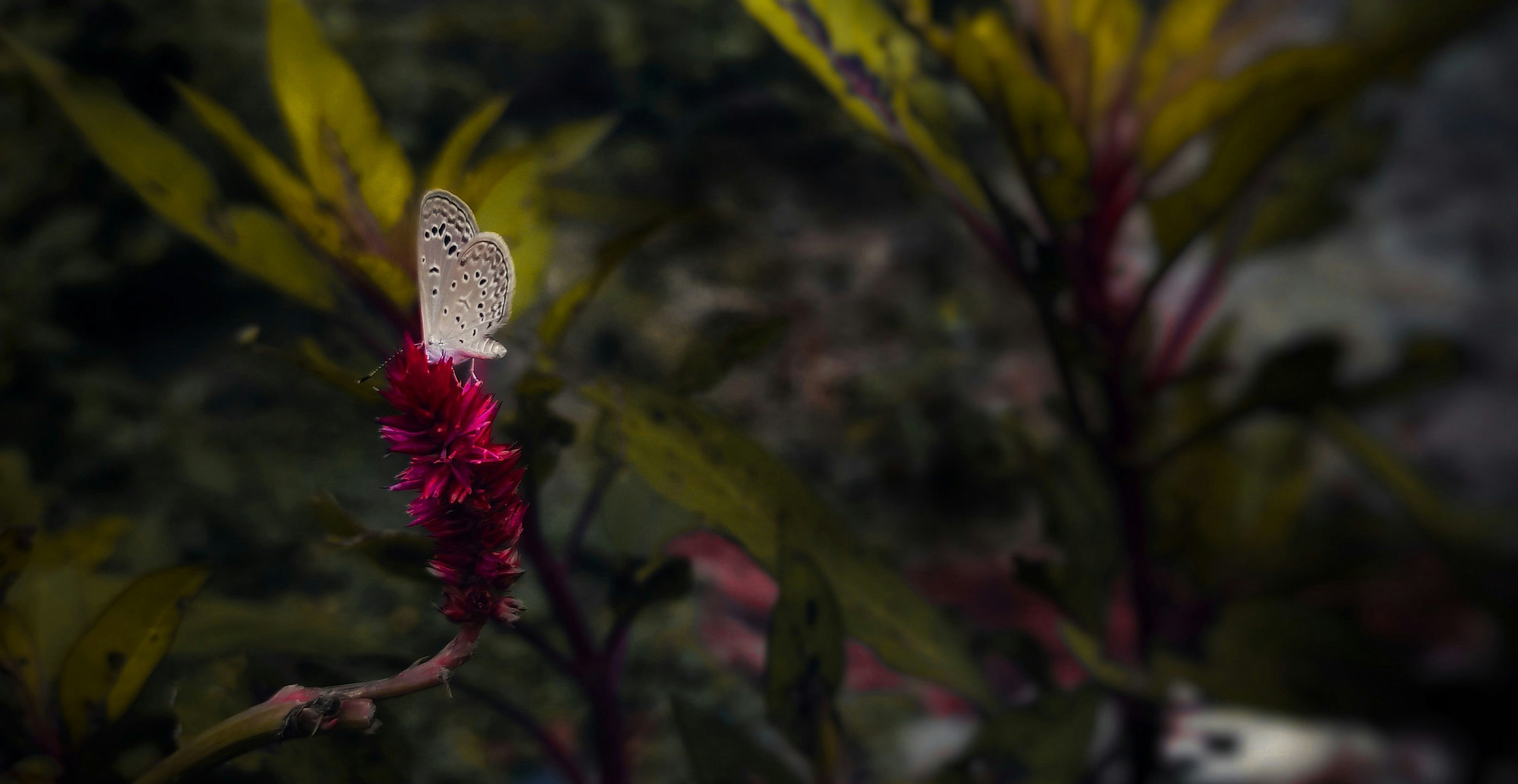 Butterfly on celosia pollinating native habitat