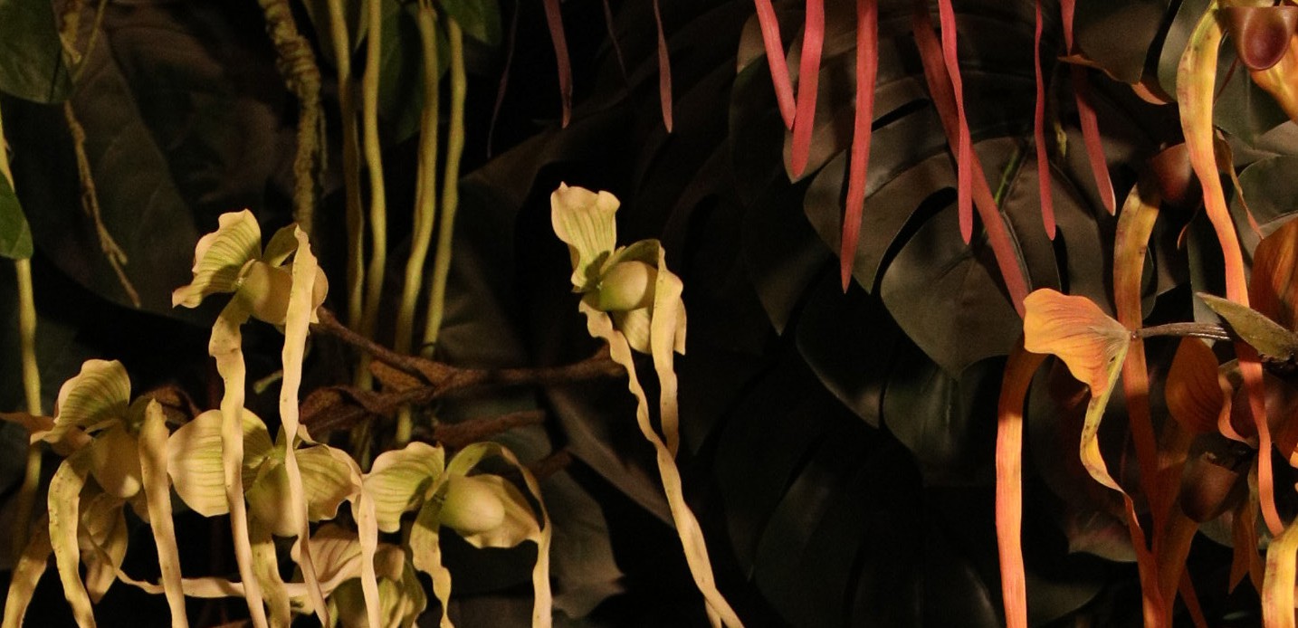 Wildflower meadow showing native habitat in action